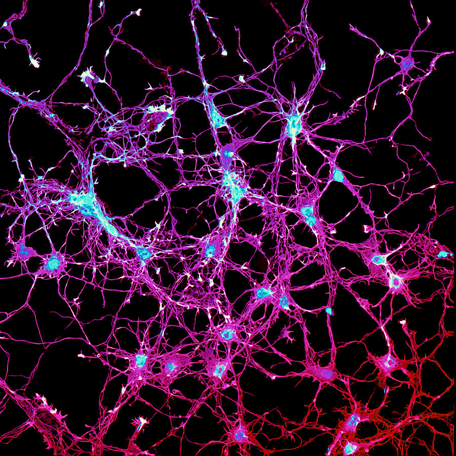 Neurons connecting with their partners Digital Art by Howard Vindin