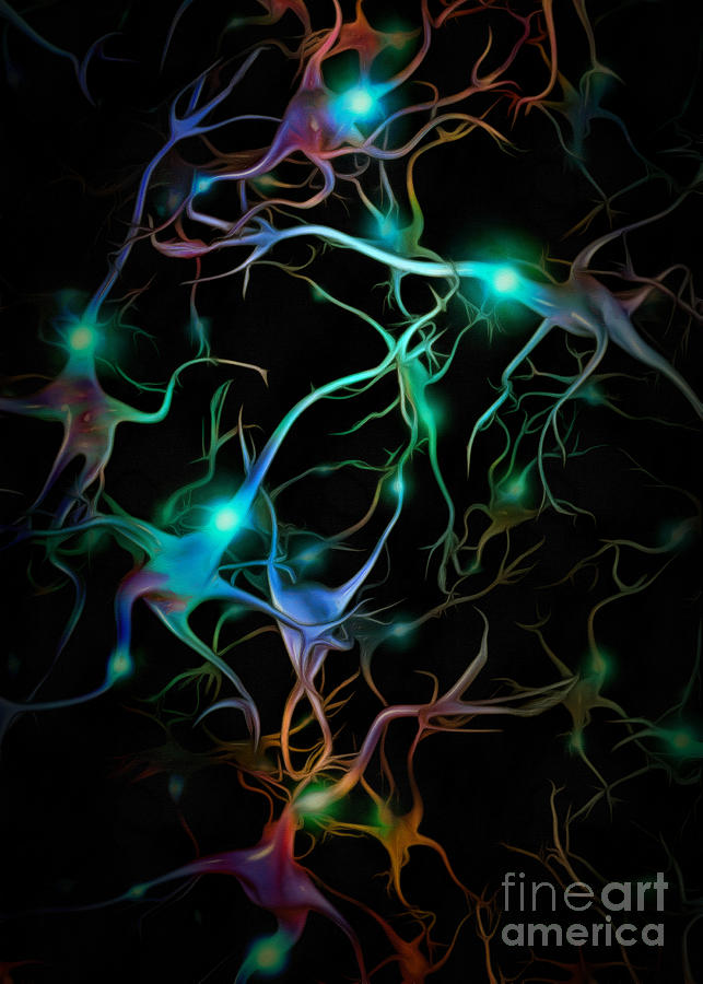 Neuron Photograph - Neurons network by Bruce Rolff