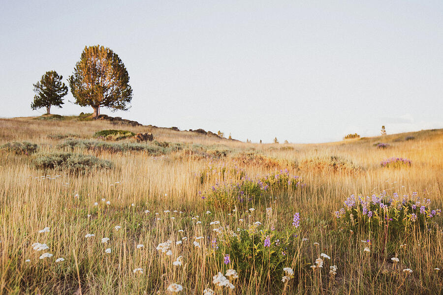 Neutral Landscape Photograph by Katie Dobies