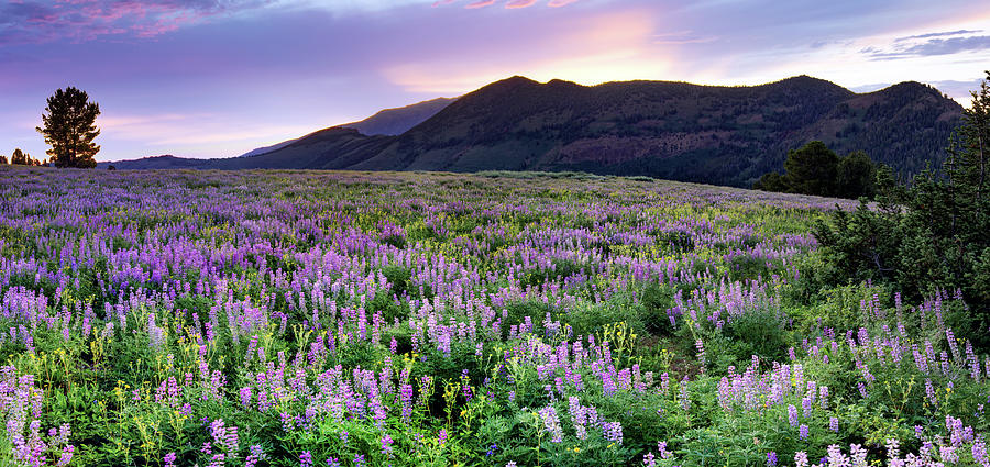 Nevada Lupine Mountains in Spring Photograph by Leland D Howard