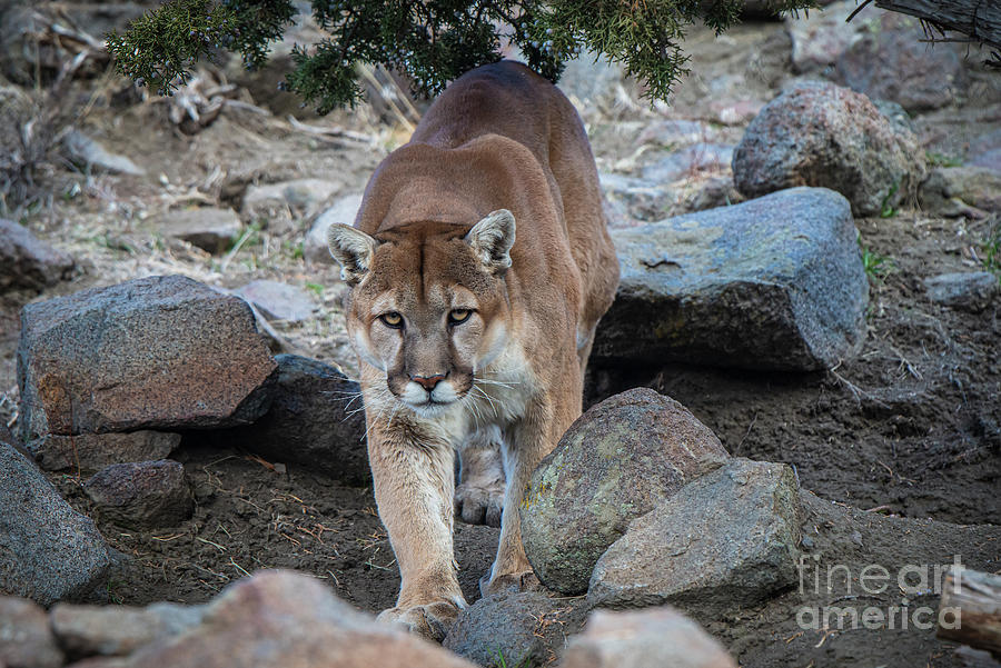 Nevada Mountain Lion Photograph