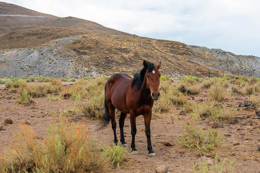 Nevada Mustangs 3 Photograph