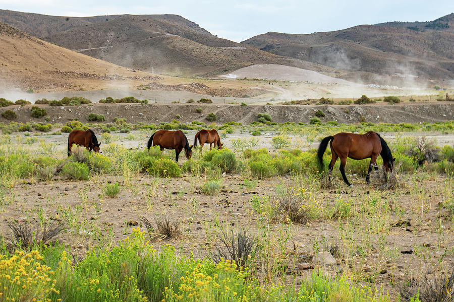 Nevada Mustangs 4 Photograph