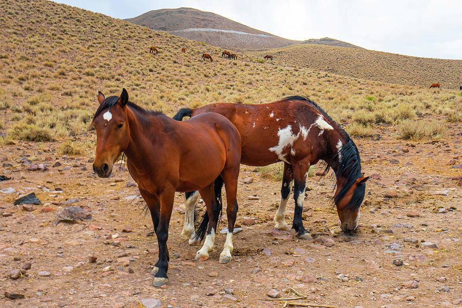 Nevada Mustangs Photograph