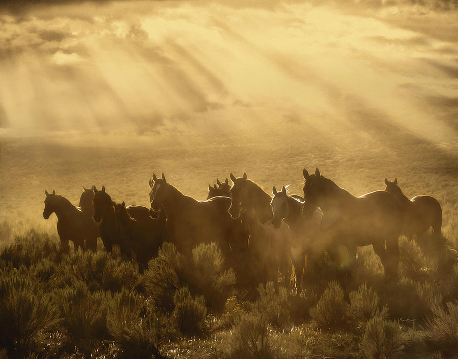 Nevada Rays Photograph by Phyllis Burchett