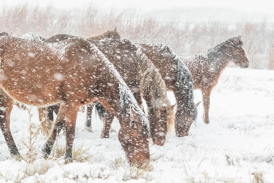 Nevada Wild Horses In Snow Photograph