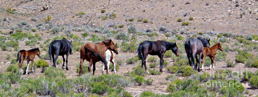 Band of Wild Horses Photograph by Benanne Stiens