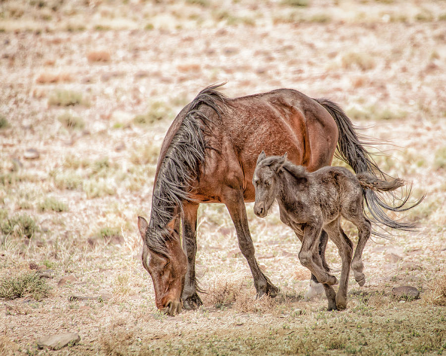 Nevadas Wild Horses, Hey Ma 5343 Photograph by Janis Knight