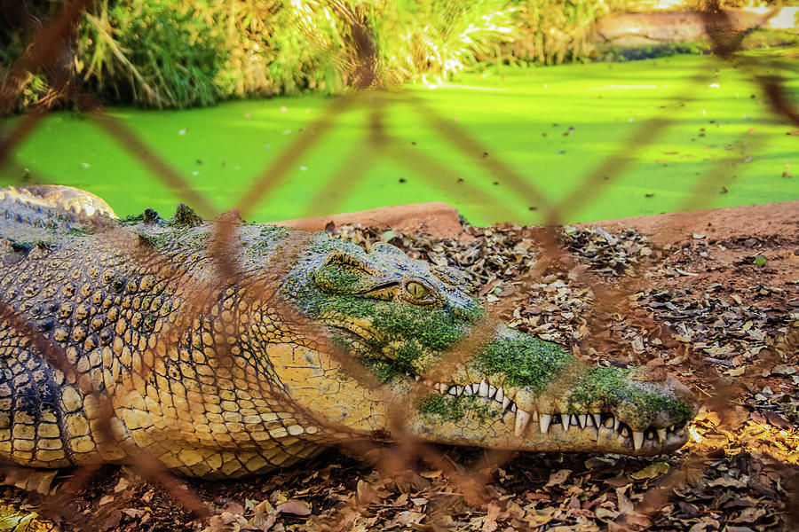 Never Smile at a Crocodile Photograph by The Elusive Toni