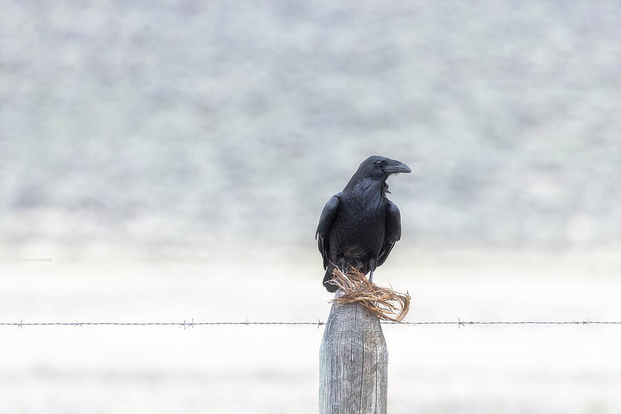 Nevermore Photograph by Belinda Greb