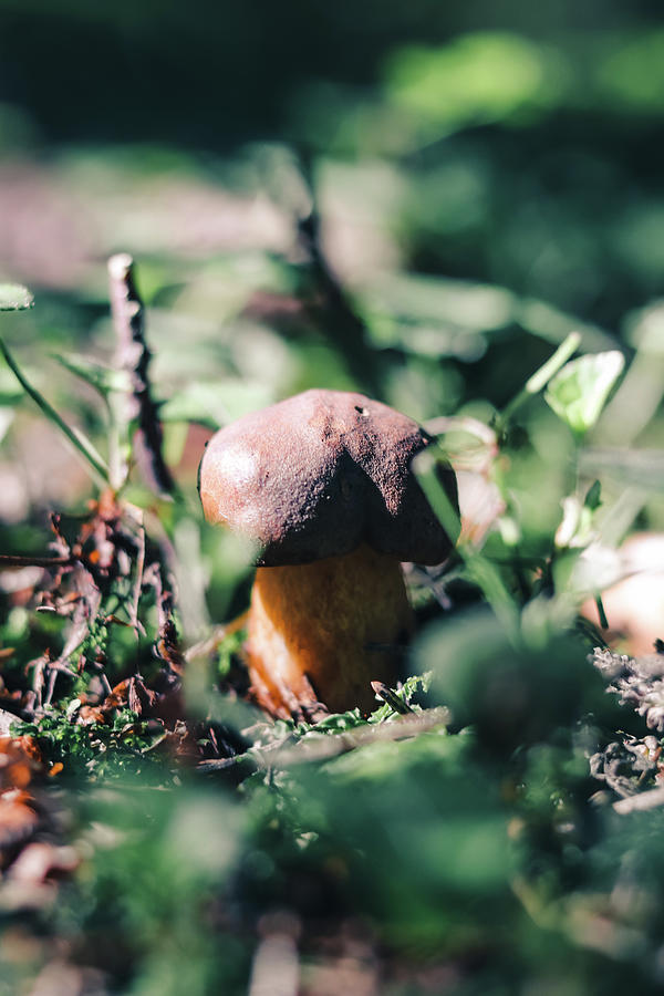 New Addition To The Mushroom World. Little Brown Xerocomus Subtomentosus. Boring Brown Bolete Is Very Well Hidden In The Grass And Needles In The Middle Of The Forest. Autumn Time And Mushroom Picking Photograph