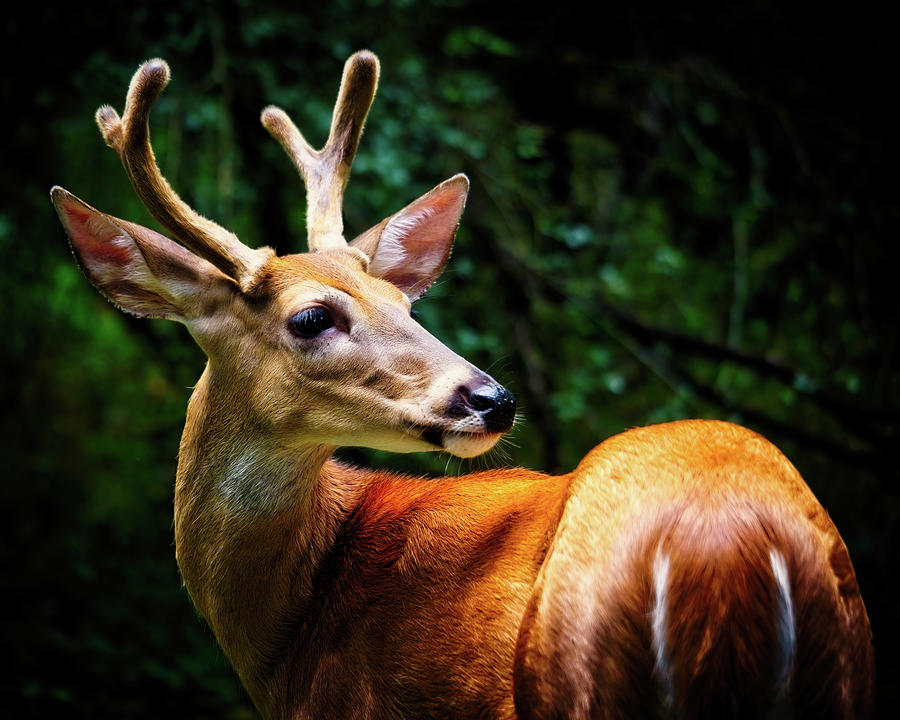 New Antlers Photograph by Laura Vilandre