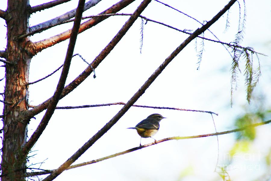 Small Bird Perched On A Thin Limb. Photograph by Philip And Robbie Bracco