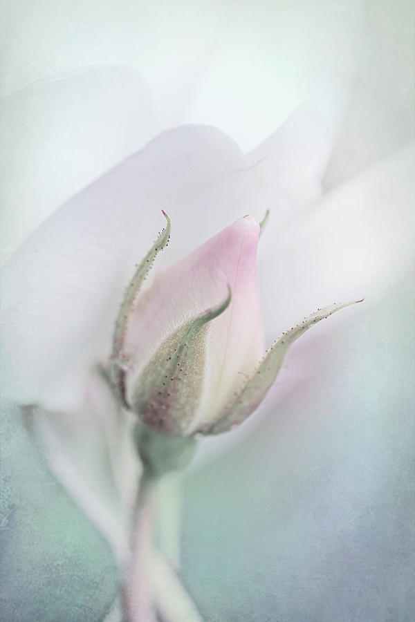 New Beginnings Pink Rose Bud Photograph by Jennie Marie Schell