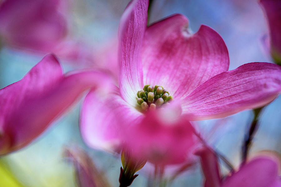New Beginnings - Spring in Portland Photograph by Ada Weyland