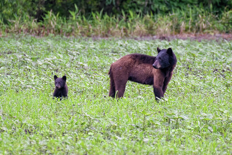 New Black Bear Cub and Mom Photograph by Fon Denton