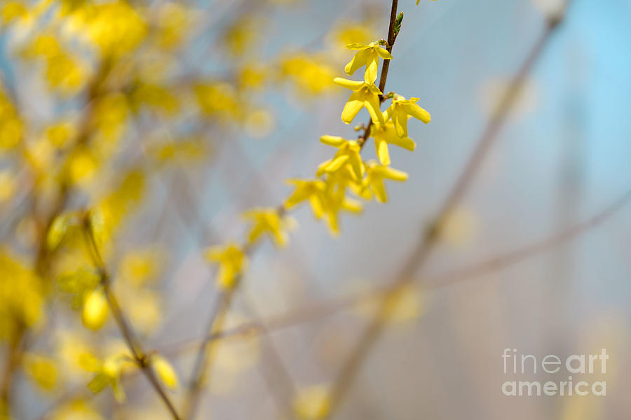New Blooms Of Forsythia Photograph
