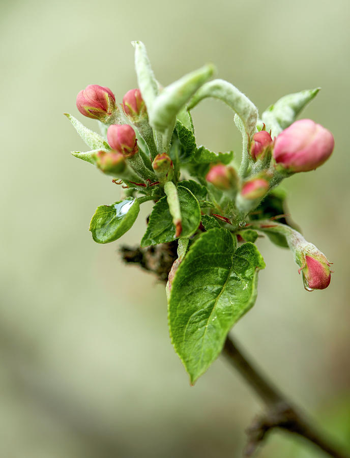 New Born Apple Tree Branch  Photograph by Aleksandrs Drozdovs