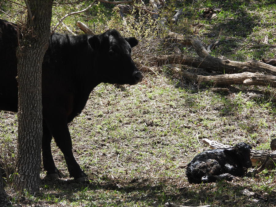 New Born Calf and Mama Photograph by Amanda R Wright