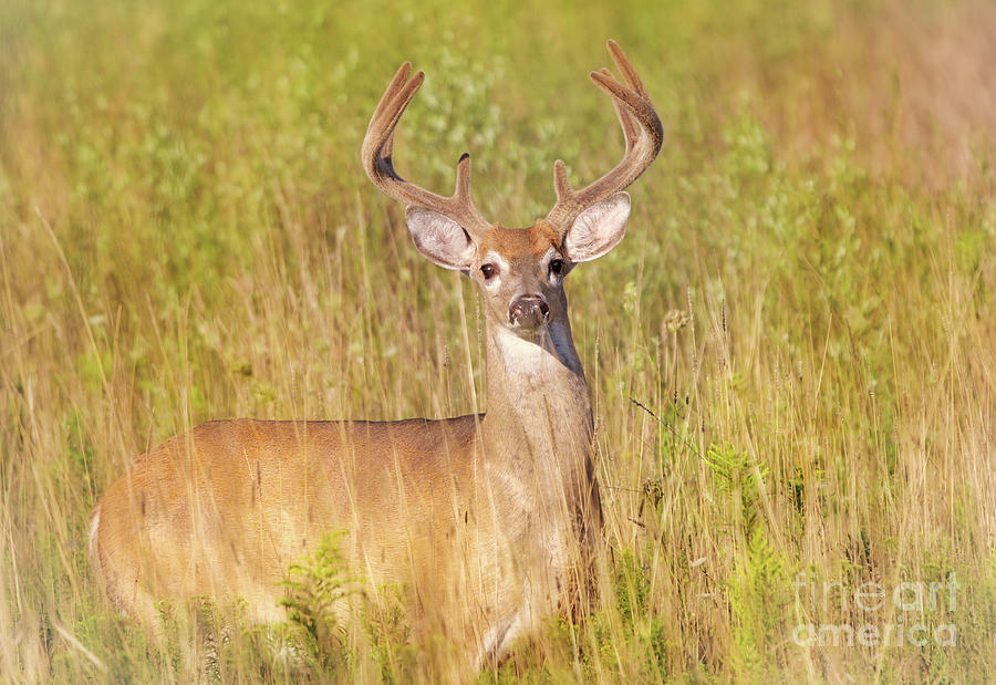 New Buck Photograph by Charline Xia
