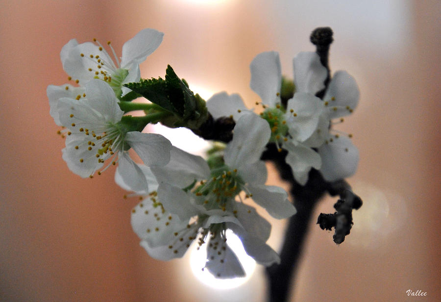 New Cherry Blossoms Photograph by Vallee Johnson