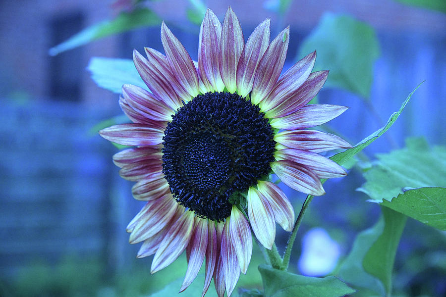 New Color Sunflower Photograph