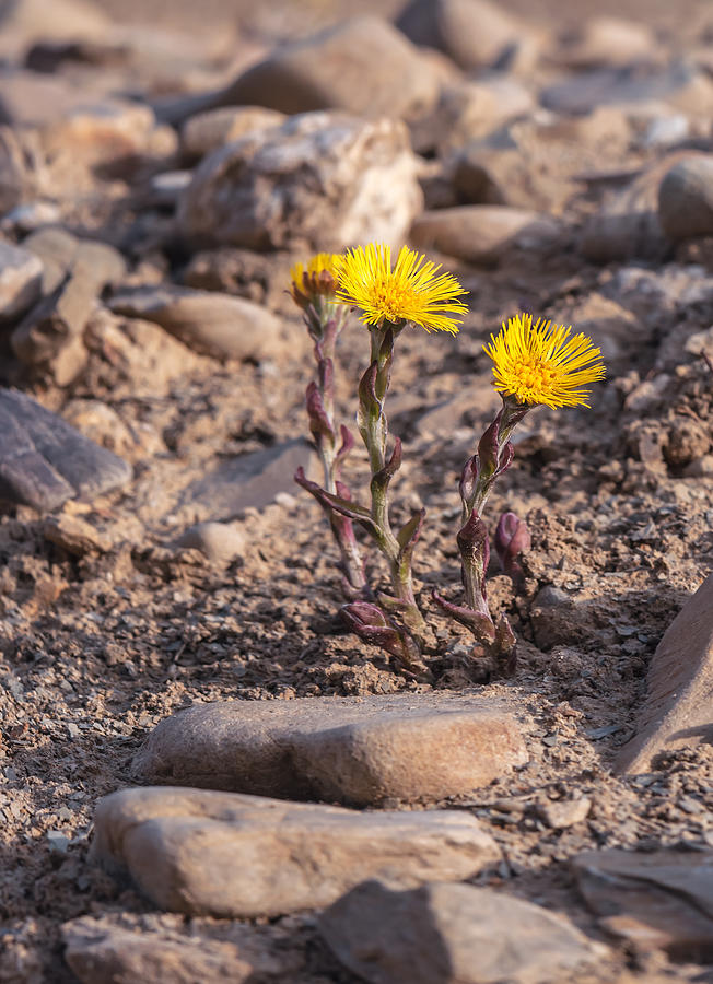 New Coltsfoot Flower Photograph by Vovashevchuk
