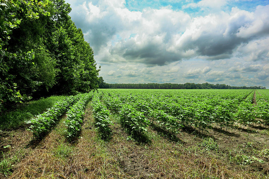New Cotton Corner Rows Photograph by Ed Williams