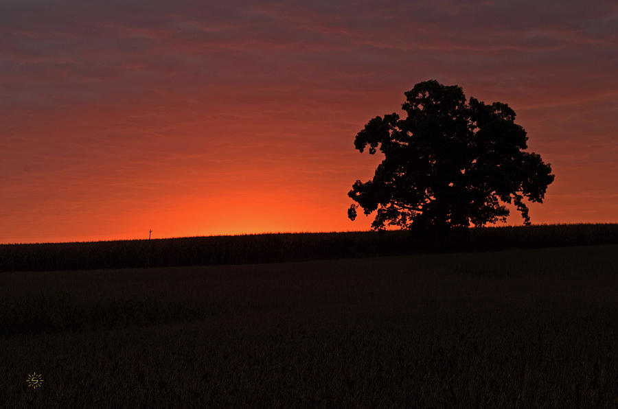 New Day at Dickinson Township Tree Photograph by Staci Grimes New Day at Dickinson Township Tree Photograph by Staci Grimes