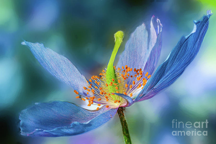 Conservatories Photograph - New Day Flower by Marilyn Cornwell