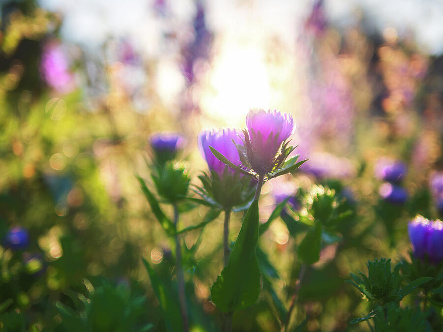 New Day Starts Photograph by Rachel Morrison New Day Starts Photograph by Rachel Morrison