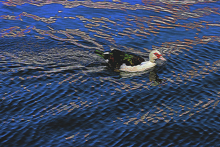 New Duck At Tempe Town Lake Digital Art by Tom Janca