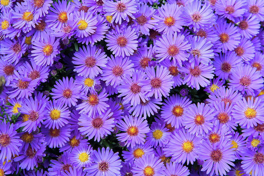 New England Aster _7863 Photograph by Rocco Leone