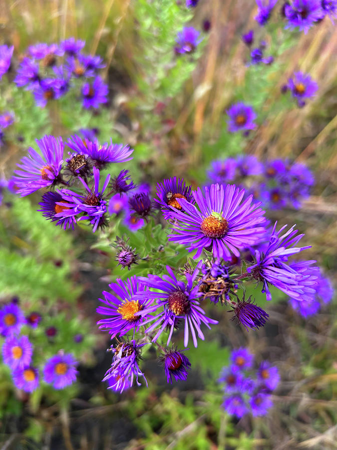 New England Aster Photograph by Alex Blondeau