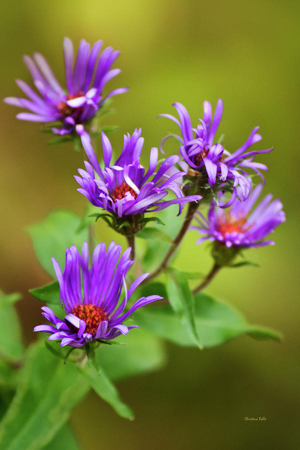 New England Aster Flowers Photograph by Christina Rollo