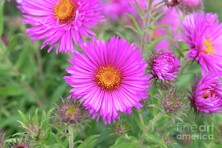 New England Aster Sayers Croft Flowers Photograph by Tim Gainey