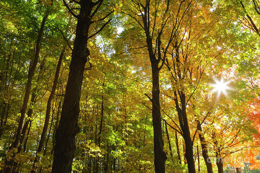 New England Autumn Forest Photograph by Erin Paul Donovan