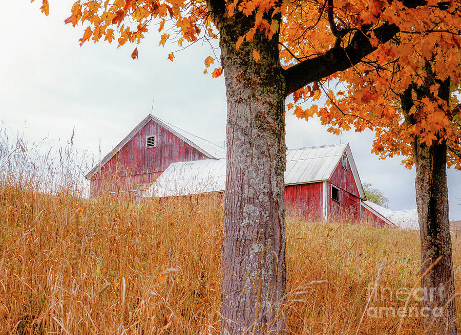 Old New England barn and maple in autumn Photograph by Michael McCormack