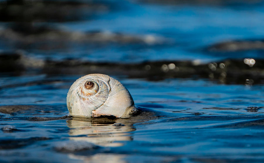 New England beach shell Photograph by Adam Green
