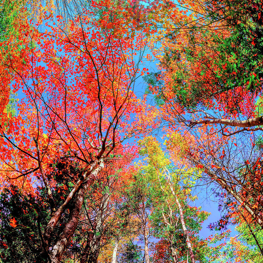 New England Fall Splendor - The Colors of Autumn Photograph by Lena Owens OLena Art and  Design