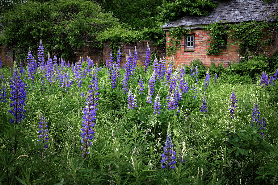 New England Lupine Photograph by Bill Wakeley