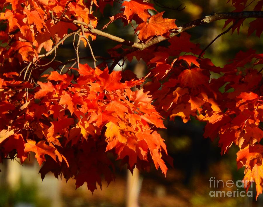 New England Maple Tree in Autumn Photograph by Eunice Miller
