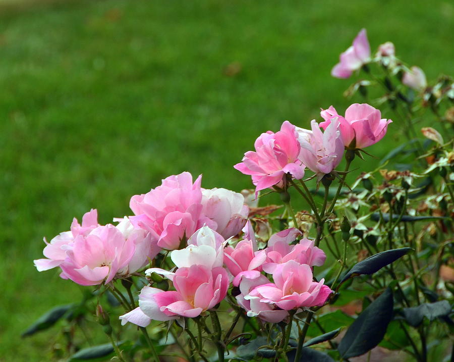 New England Pink Roses  Photograph by Carla Parris