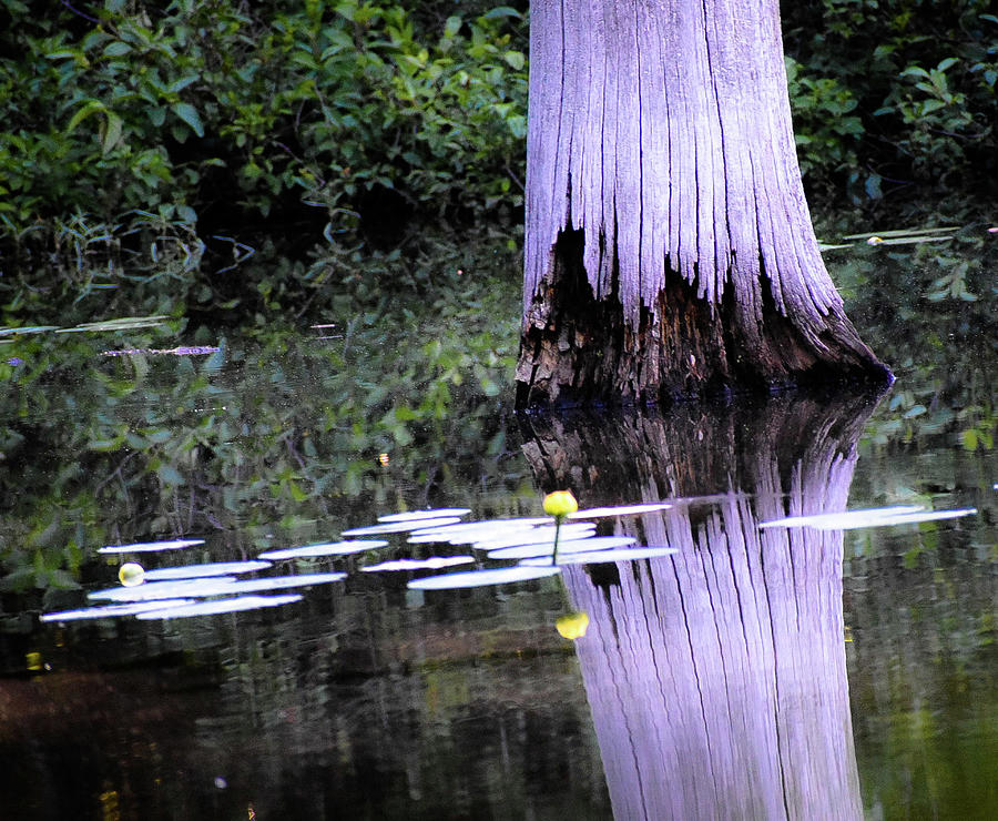 New England swamp Photograph by Bruce Carpenter