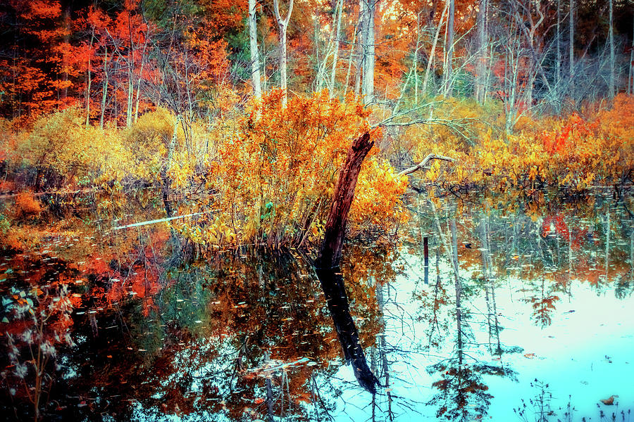 New England wetland in fall Photograph by Lilia S
