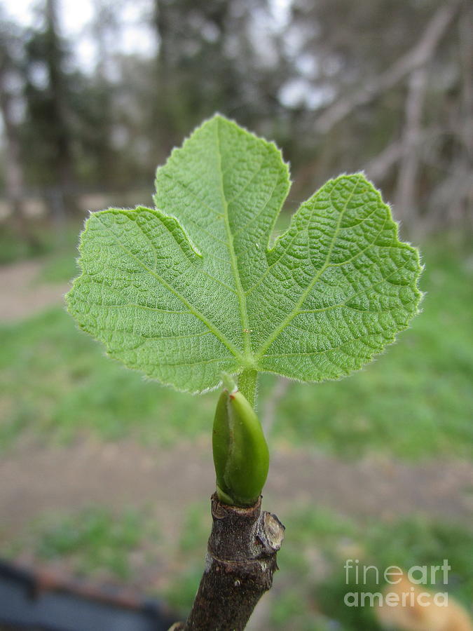New Fig Leaf Photograph by Seaux-N-Seau Soileau