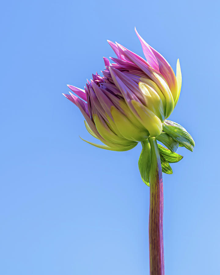 Flower Photograph - New Flower by Sandi Kroll