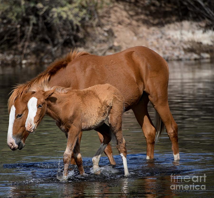 New Foal on the River Digital Art by Tammy Keyes