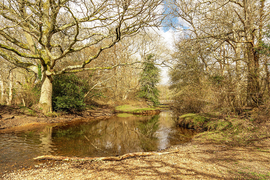 New Forest Reflections Photograph by Hazy Apple