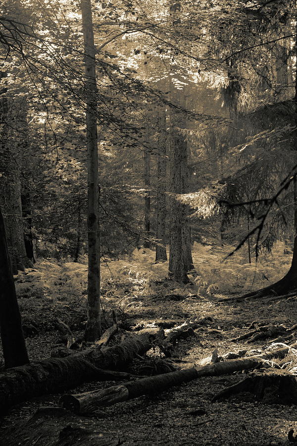 New Forest Sepia Photograph by Jeff Townsend